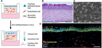 SARS-CoV-2 particles promote airway epithelial differentiation and ciliation